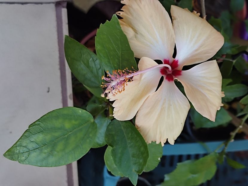  - Hibiscus 2 2023