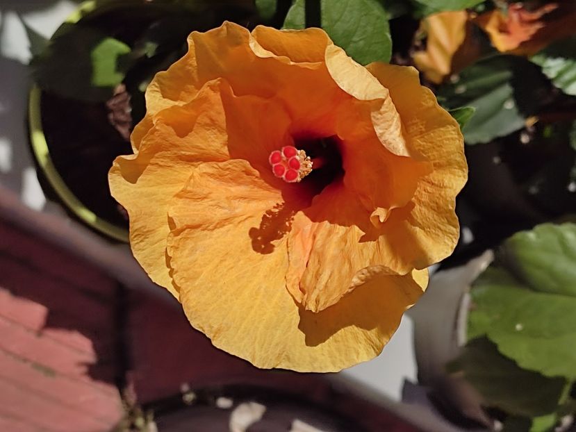  - Hibiscus 2 2023