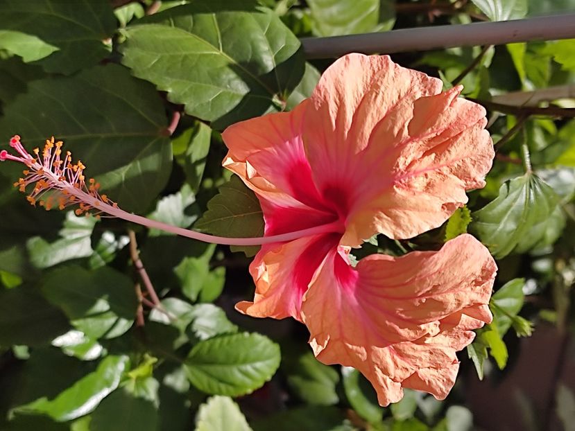  - Hibiscus 2 2023