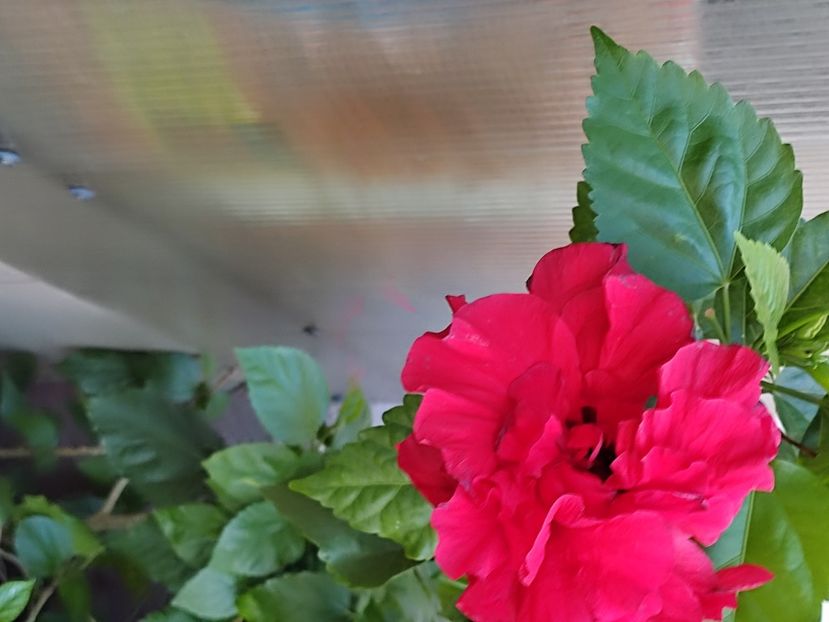 - Hibiscus 2 2023