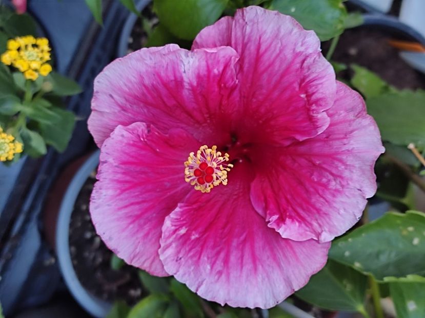  - Hibiscus 2 2023