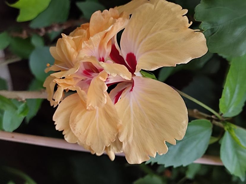  - Hibiscus 2 2023