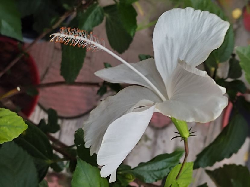  - Hibiscus 2 2023
