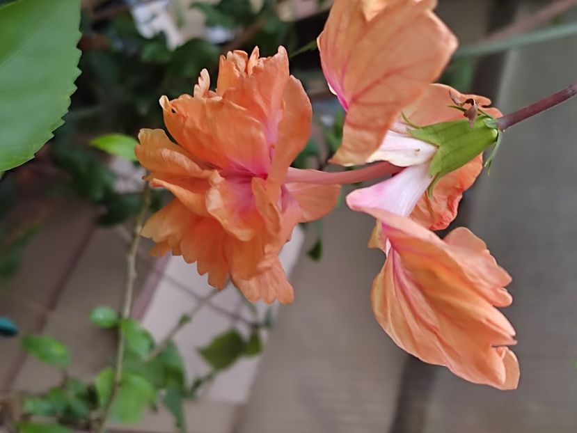  - Hibiscus 2 2023