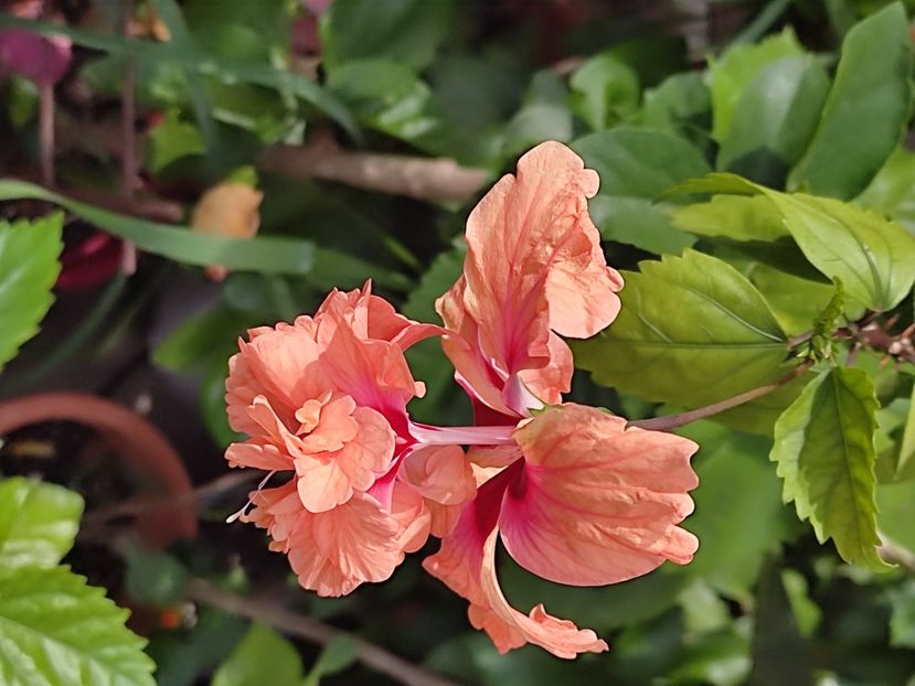  - Hibiscus 2 2023