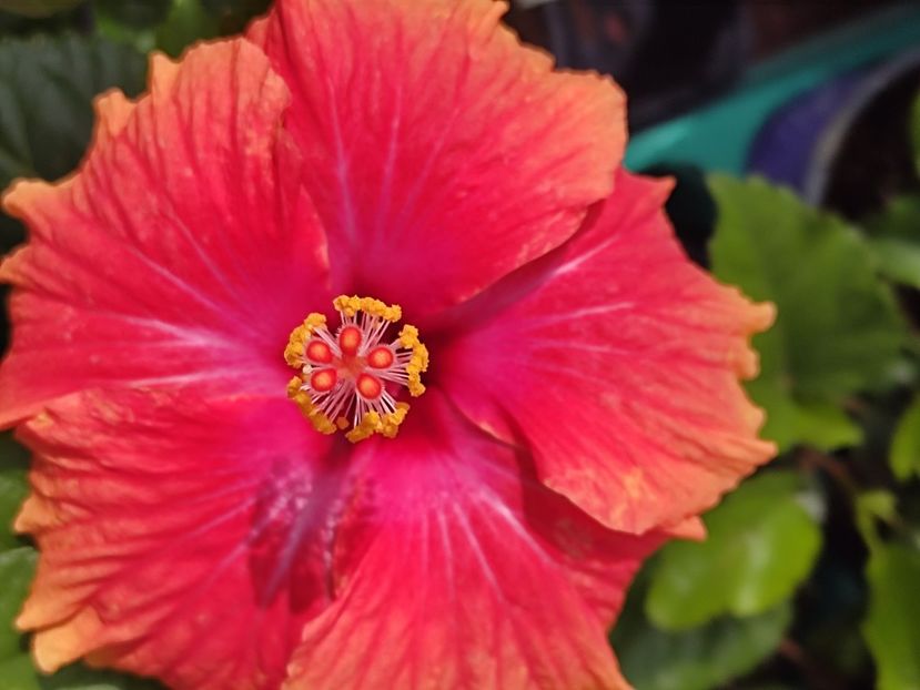  - Hibiscus 2 2023