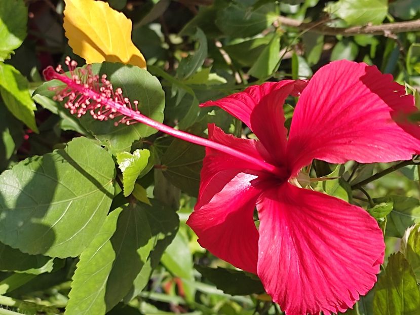  - Hibiscus 2 2023