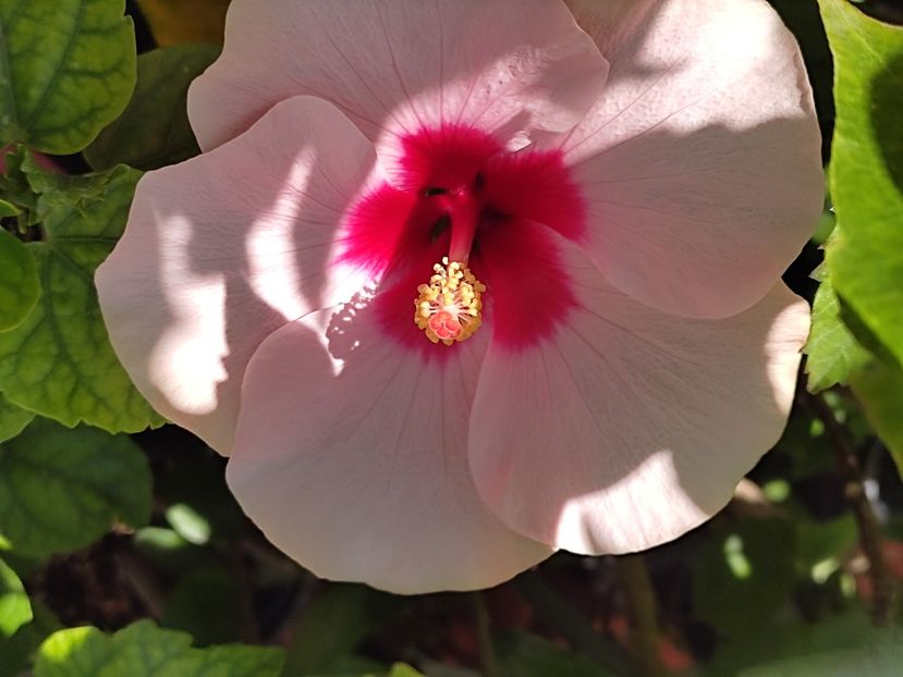  - Hibiscus 2 2023