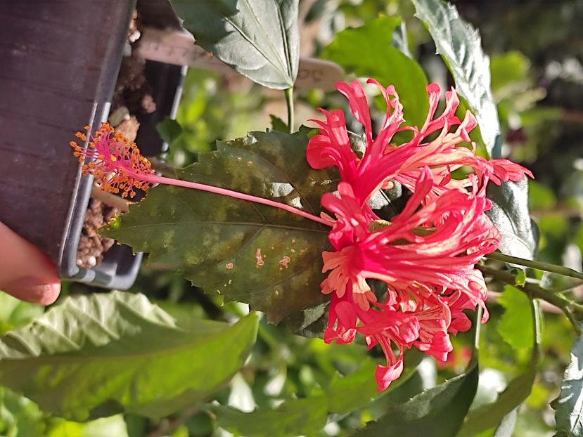  - Hibiscus 2 2023