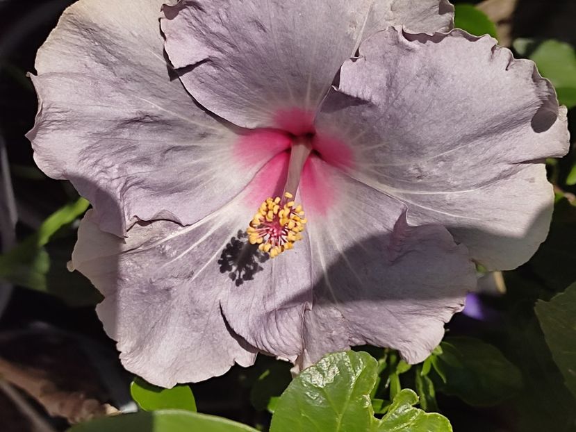  - Hibiscus 2 2023