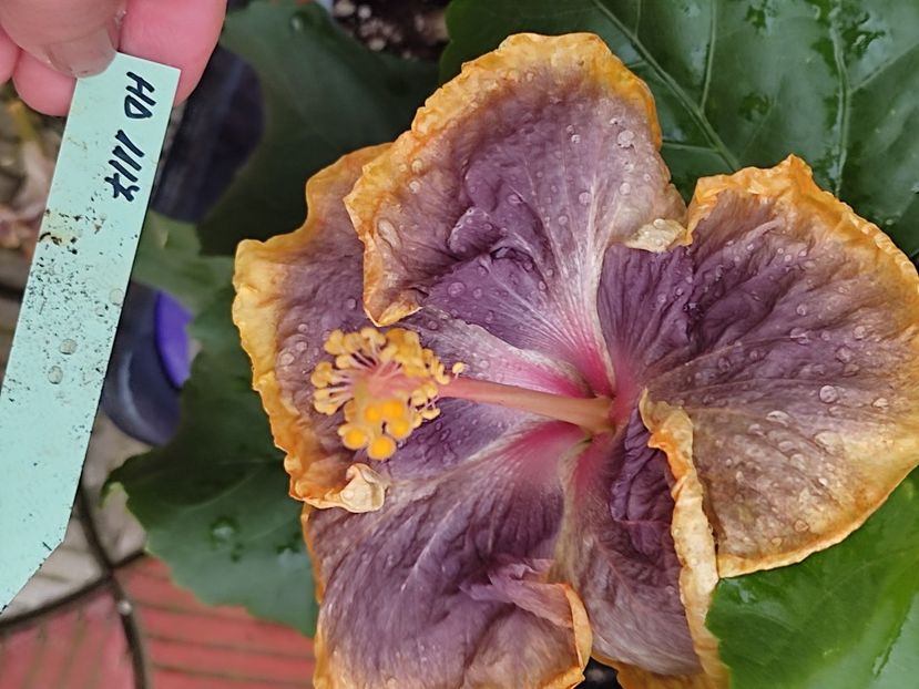  - Hibiscus 2 2023