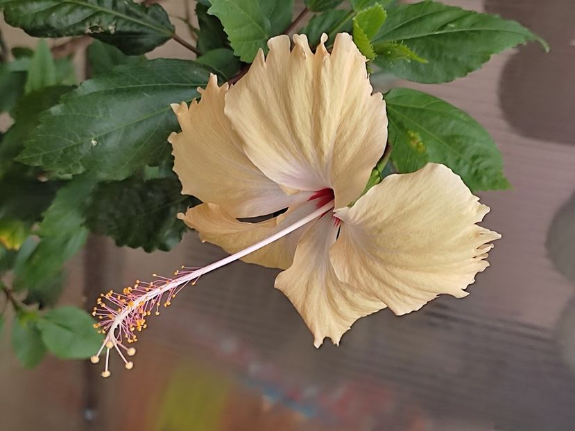  - Hibiscus 2 2023