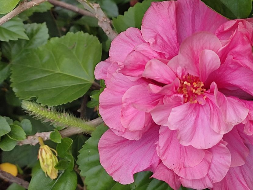  - Hibiscus 2 2023