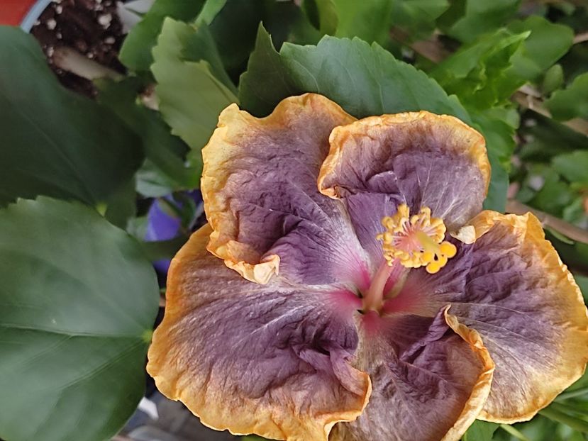  - Hibiscus 2 2023
