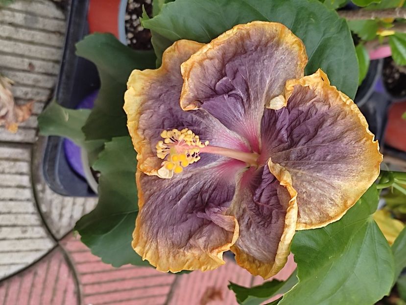  - Hibiscus 2 2023