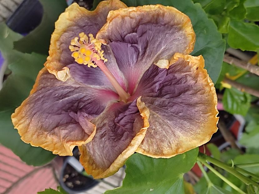  - Hibiscus 2 2023