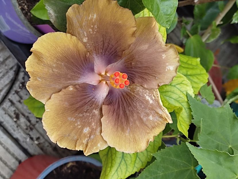  - Hibiscus 2 2023