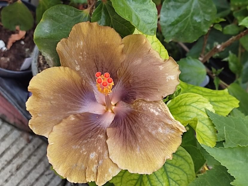  - Hibiscus 2 2023