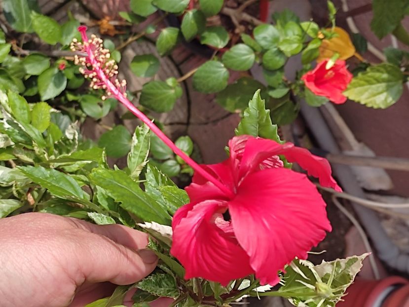  - Hibiscus 2 2023