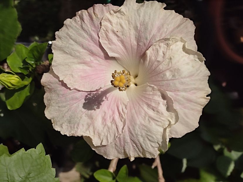  - Hibiscus 2 2023