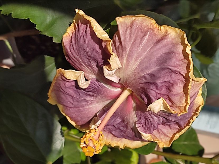  - Hibiscus 2 2023