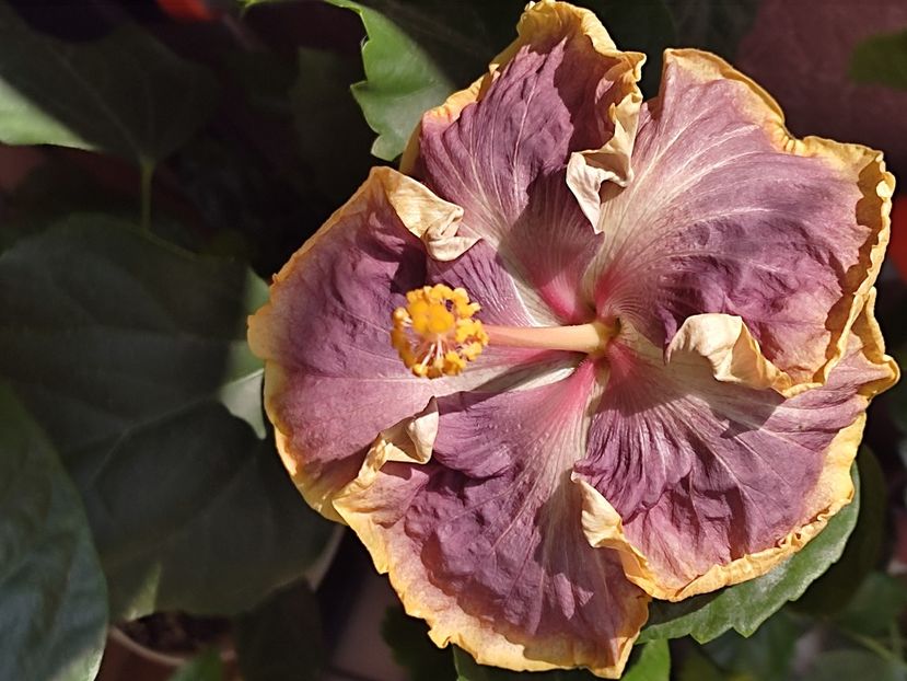  - Hibiscus 2 2023