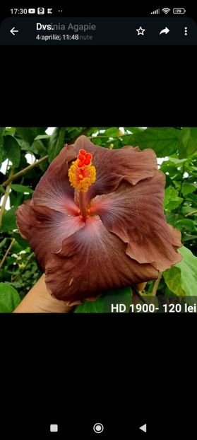 Screenshot_2023-07-21-17-30-31-195_com.whatsapp - Hibiscus 2 2023