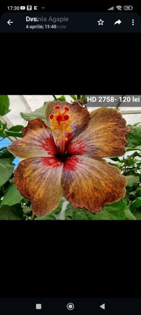 Screenshot_2023-07-21-17-30-14-978_com.whatsapp - Hibiscus 2 2023