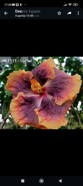 Screenshot_2023-07-21-17-29-54-119_com.whatsapp - Hibiscus 2 2023