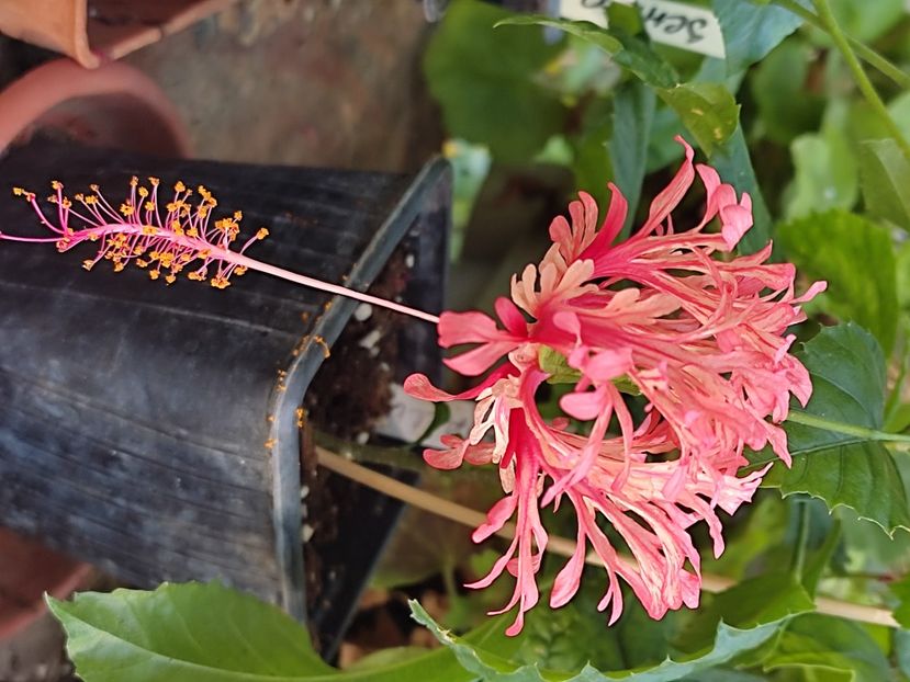  - Hibiscus 2 2023