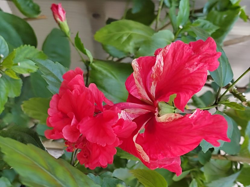  - Hibiscus 2 2023