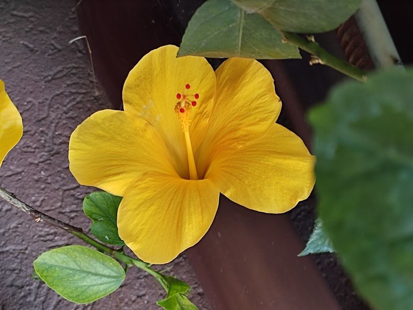  - Hibiscus 2 2023