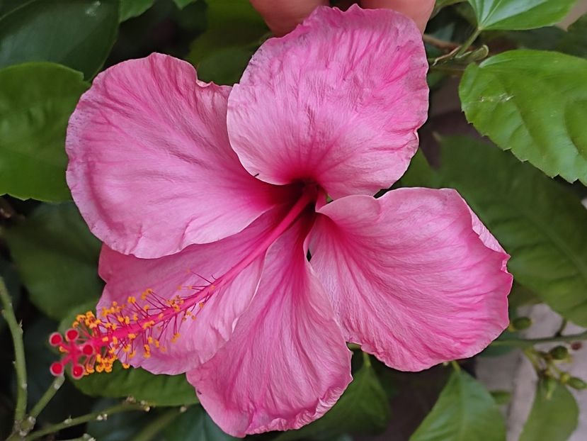  - Hibiscus 2 2023