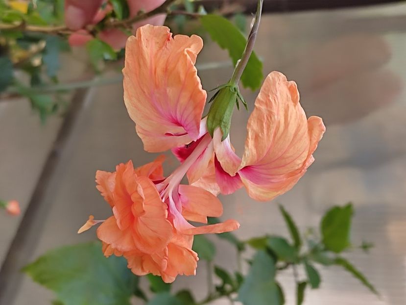  - Hibiscus 2 2023