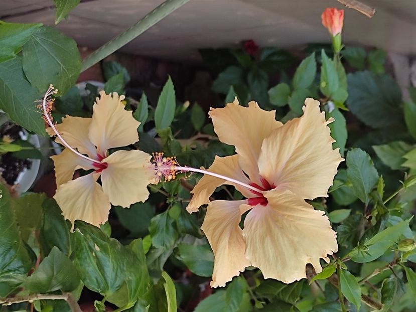 - Hibiscus 2 2023