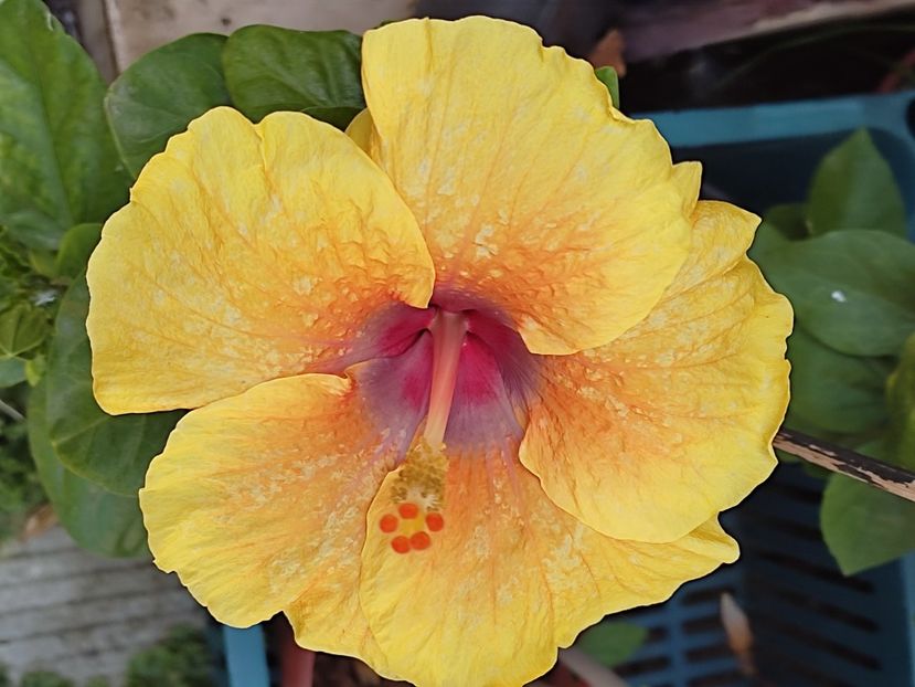  - Hibiscus 2 2023