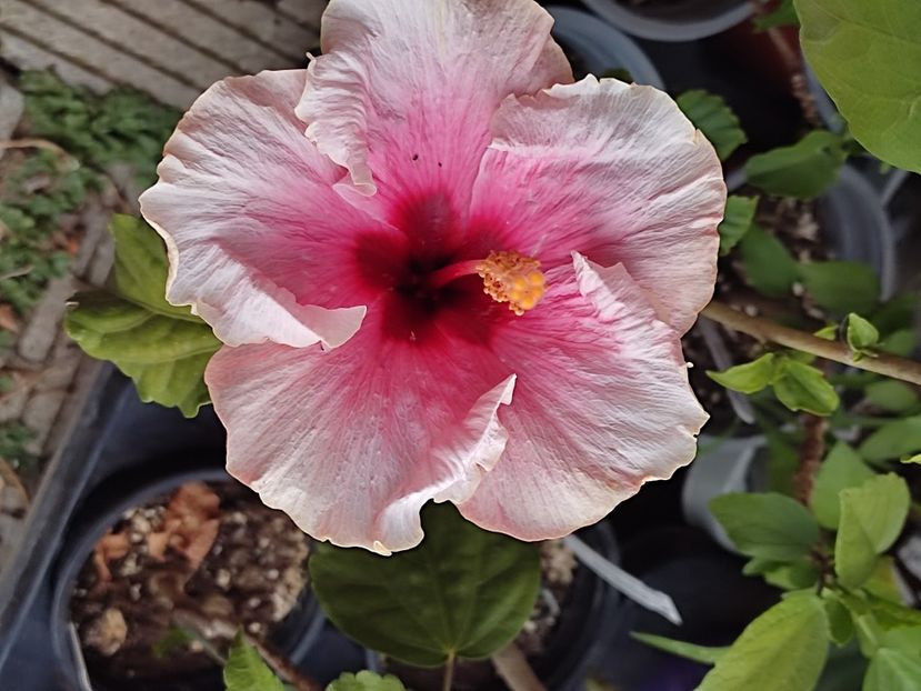  - Hibiscus 2 2023