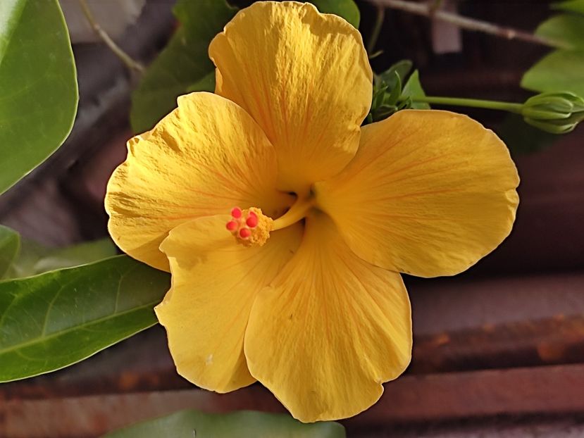  - Hibiscus 2 2023