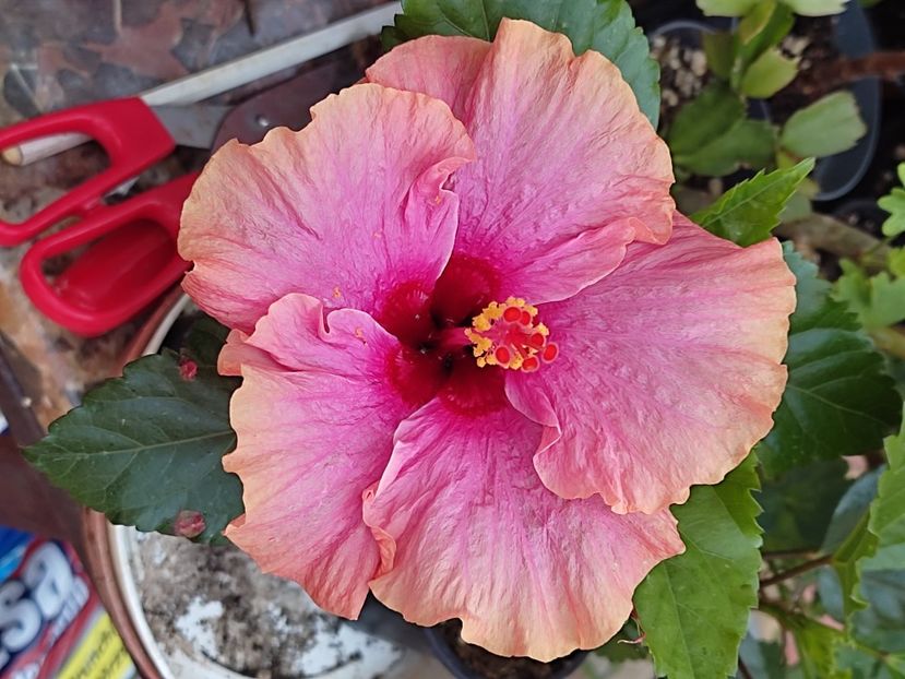  - Hibiscus 2 2023