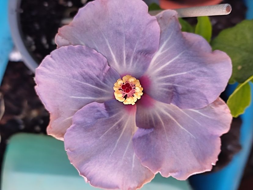  - Hibiscus 2 2023