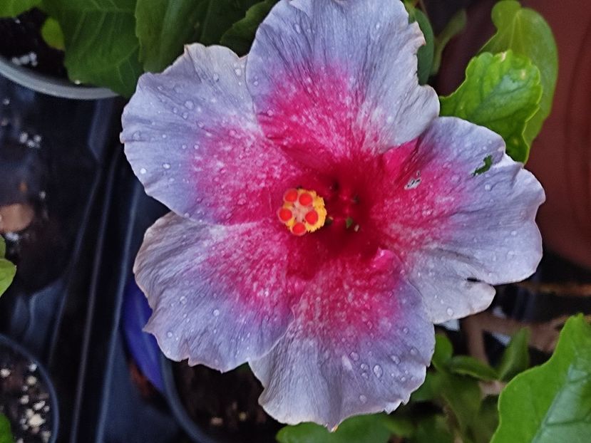  - Hibiscus 2 2023
