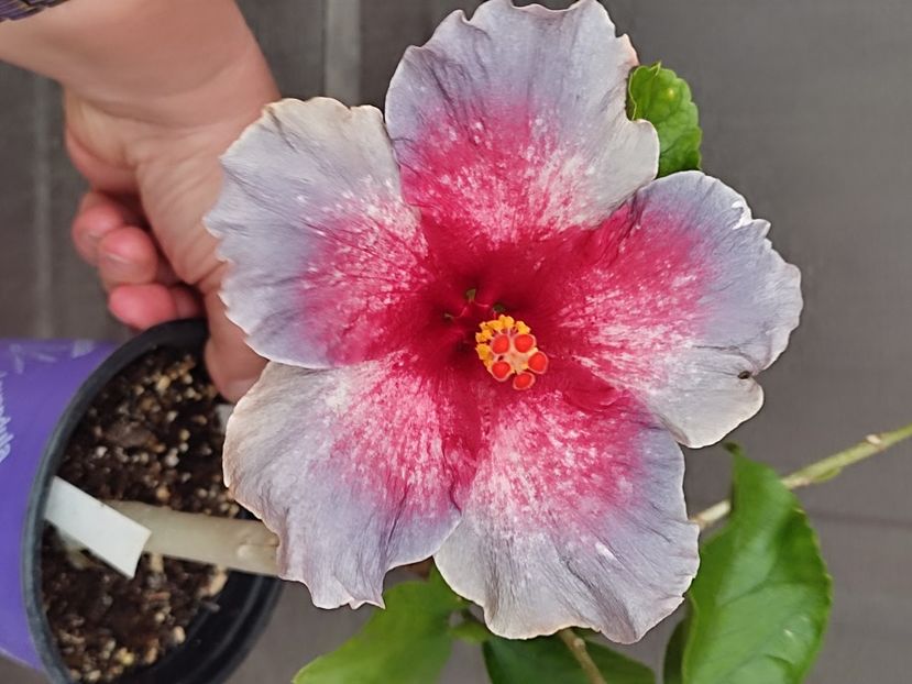  - Hibiscus 2 2023