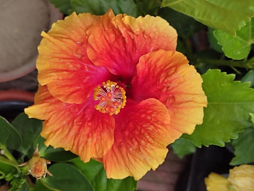  - Hibiscus 2 2023