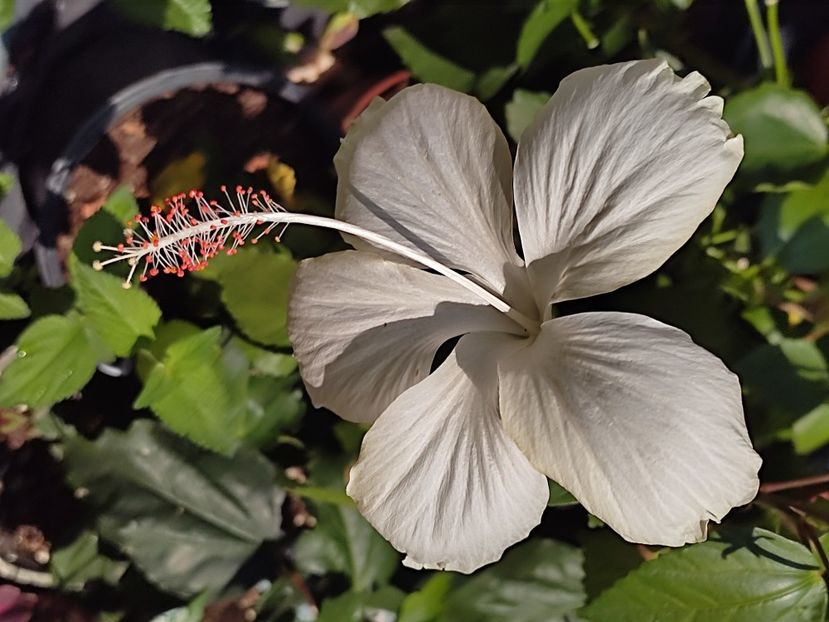  - Hibiscus 2 2023