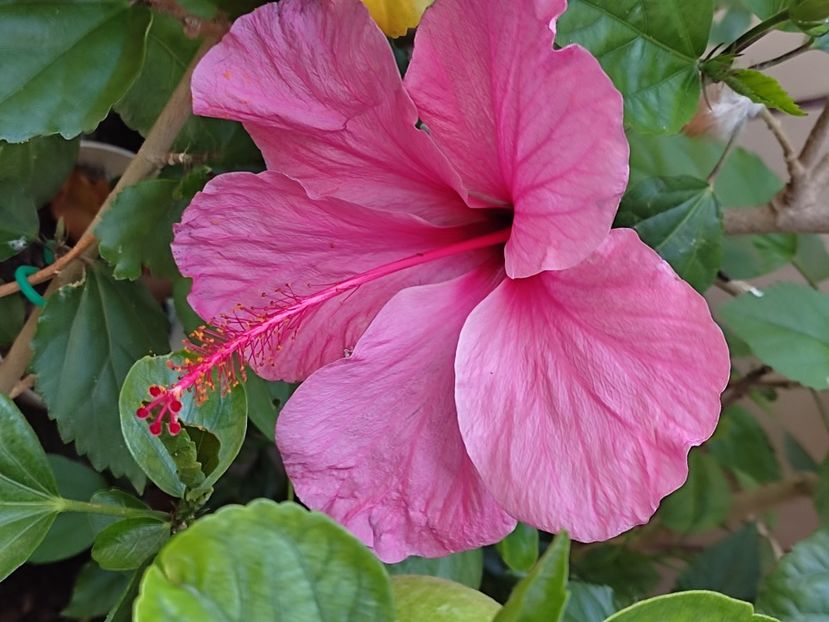  - Hibiscus 2 2023