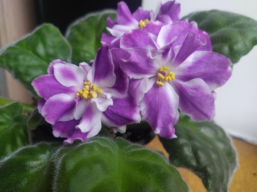 24 octombrie 2023 - BR Revoljucija