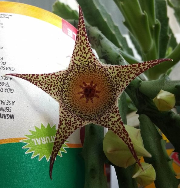 Orbeanthus hardy - Steaua serifului