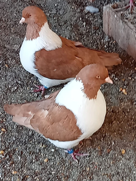  - Porumbei vanduti 2