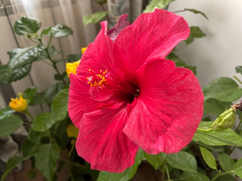  - 001 - Hibiscusi 2023