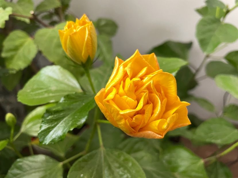  - 001 - Hibiscusi 2023